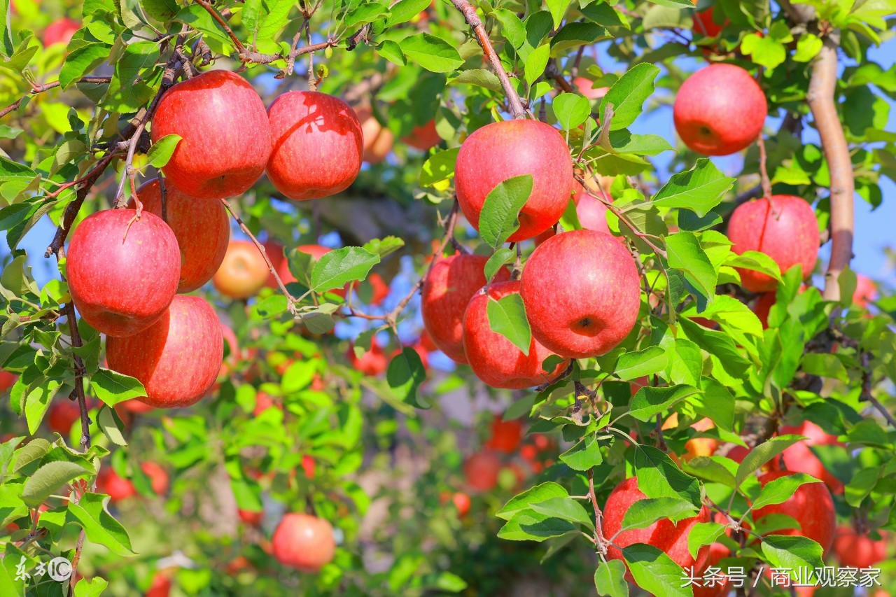 天天果园运营,天天果园王伟什么地方人