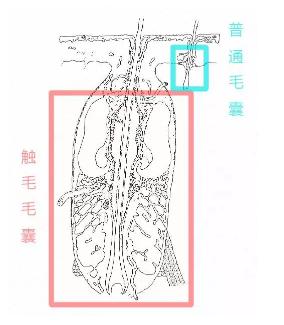 猫胡须有什么说法,猫胡子的秘密