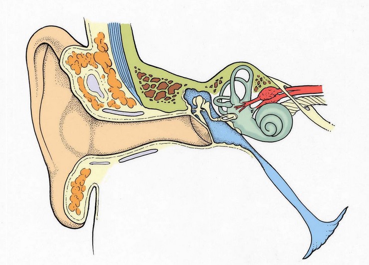 去医院看耳鸣有哪些流程,耳鸣求医之路
