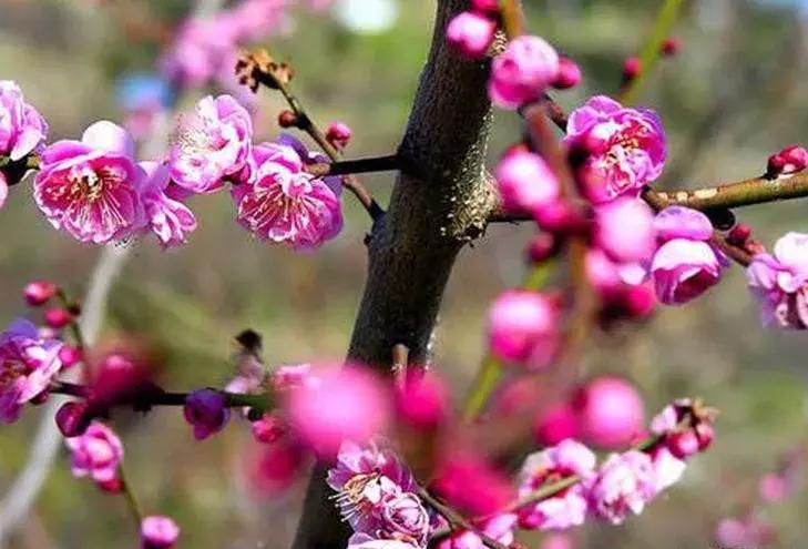 适合做盆景的梅花品种有哪些,梅花十大稀有品种哪种梅花最珍贵
