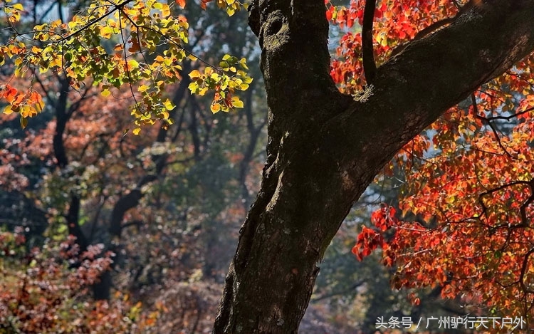从化石门公园赏红叶旅游团,从化石门森林公园赏梅花路线