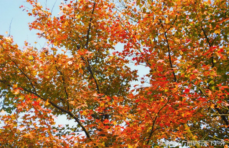 从化石门公园赏红叶旅游团,从化石门森林公园赏梅花路线