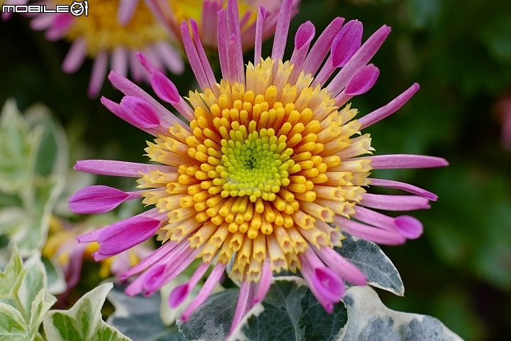 徕卡cl深度测评,徕卡leicac-11295