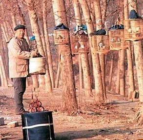 养鸟都会有哪些治疗方法,养鸟会出现的问题