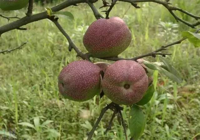 特色农业致富项目加盟,农业种植致富项目大全