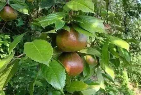 特色农业致富项目加盟,农业种植致富项目大全