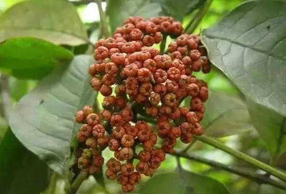 特色农业致富项目加盟,农业种植致富项目大全