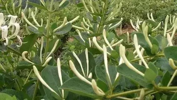 特色农业致富项目加盟,农业种植致富项目大全