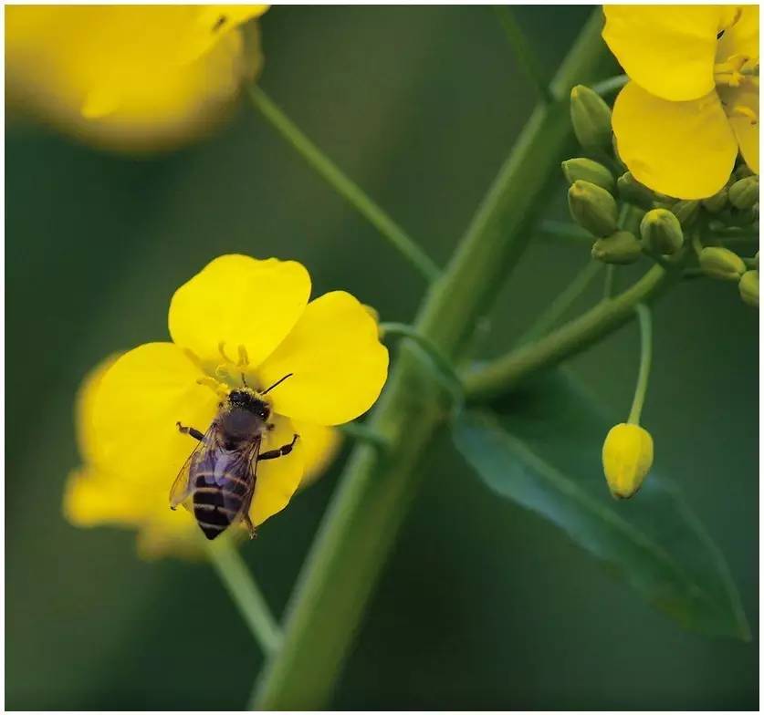集市上的蜂蜜,市集食材