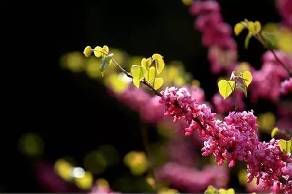 河南旅游景点及门票价格表大全,河南省旅游景点及门票价格表查询