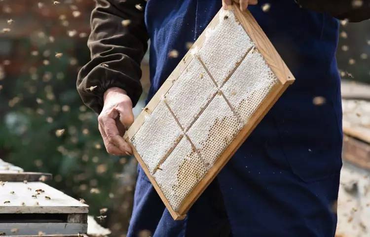 集市上的蜂蜜,市集食材