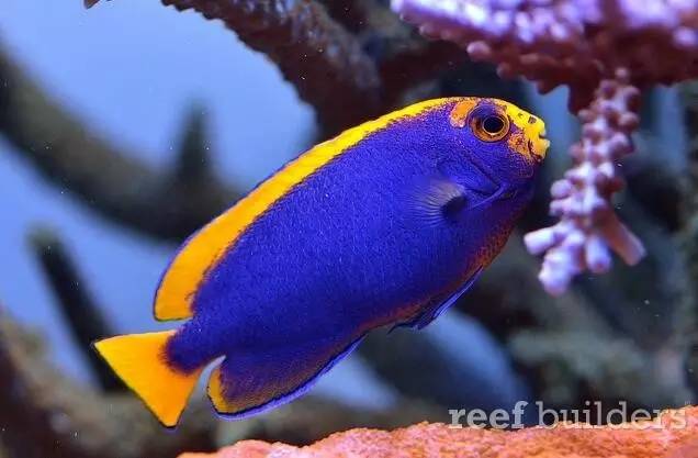 泰国chingcha珊瑚缸,泰国故事神奇的山洞