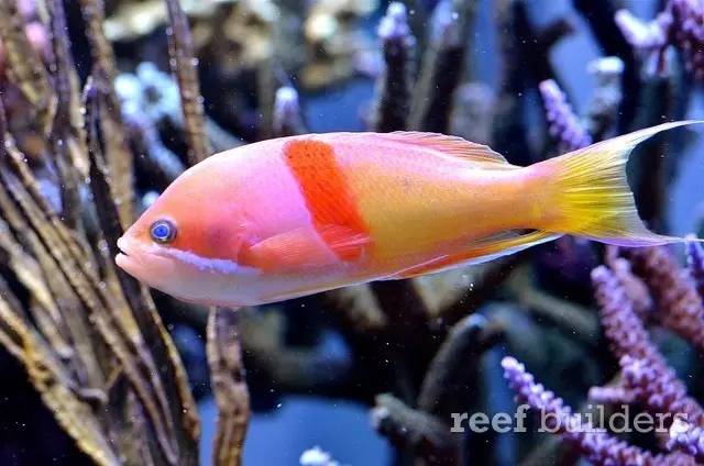 泰国chingcha珊瑚缸,泰国故事神奇的山洞