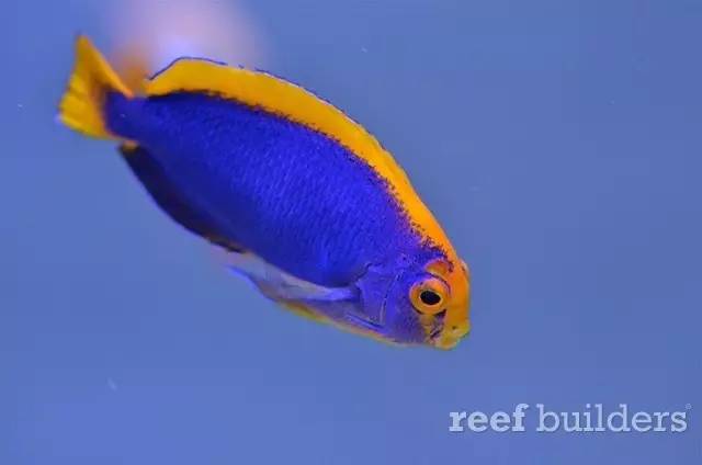 泰国chingcha珊瑚缸,泰国故事神奇的山洞