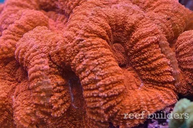 泰国chingcha珊瑚缸,泰国故事神奇的山洞