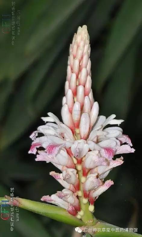 益智仁暖肾固精缩尿温脾,脾虚肾虚乏力中药处方