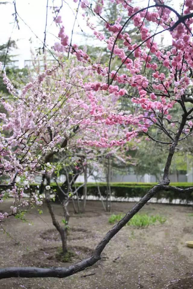 国医·青年嘘，这些秘密只有北中医人才听得懂~