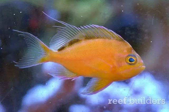 泰国chingcha珊瑚缸,泰国故事神奇的山洞