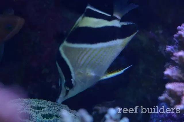 泰国chingcha珊瑚缸,泰国故事神奇的山洞