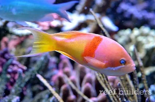 泰国chingcha珊瑚缸,泰国故事神奇的山洞