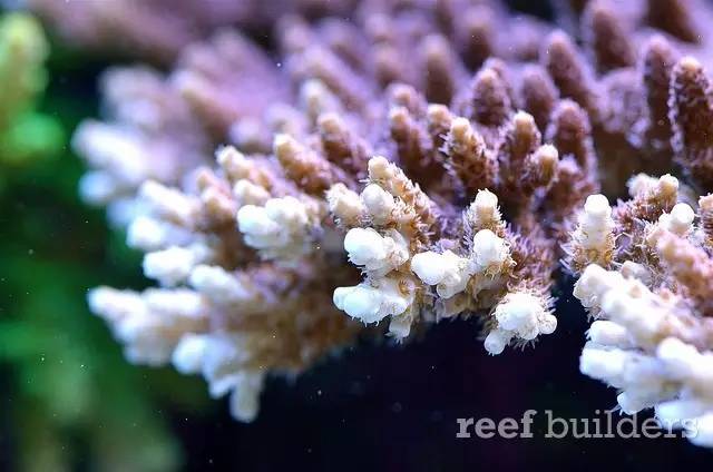 泰国chingcha珊瑚缸,泰国故事神奇的山洞