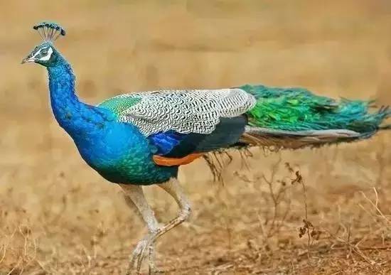 特色农业致富项目加盟,农业种植致富项目大全