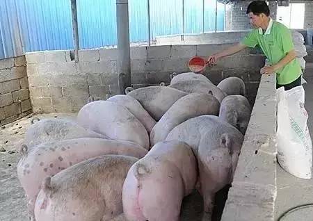 特色农业致富项目加盟,农业种植致富项目大全