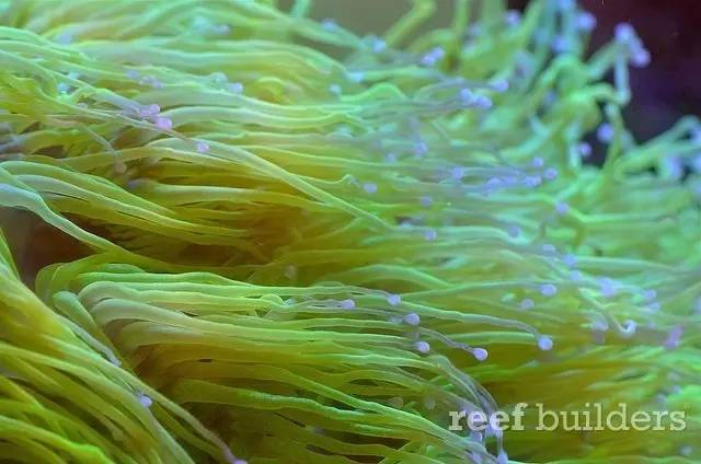 泰国chingcha珊瑚缸,泰国故事神奇的山洞