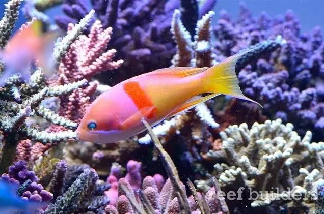 泰国chingcha珊瑚缸,泰国故事神奇的山洞