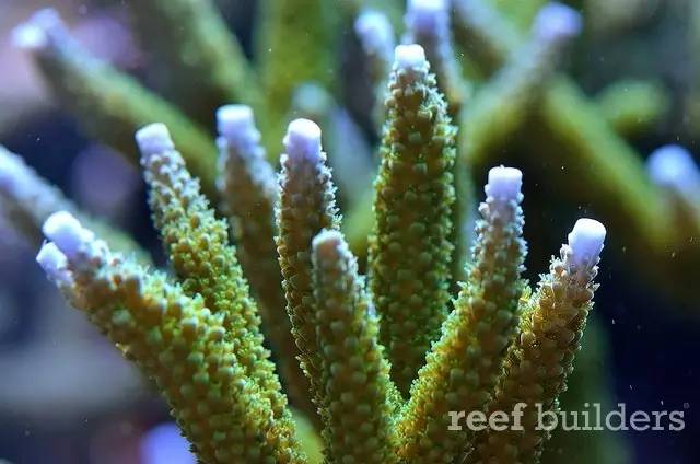 泰国chingcha珊瑚缸,泰国故事神奇的山洞