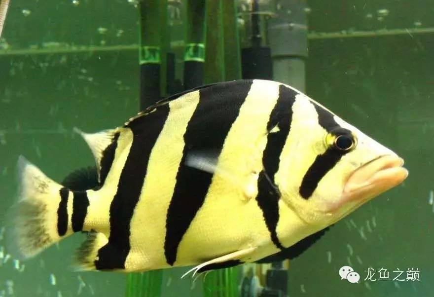 新版泰国虎,老版泰国虎绝版