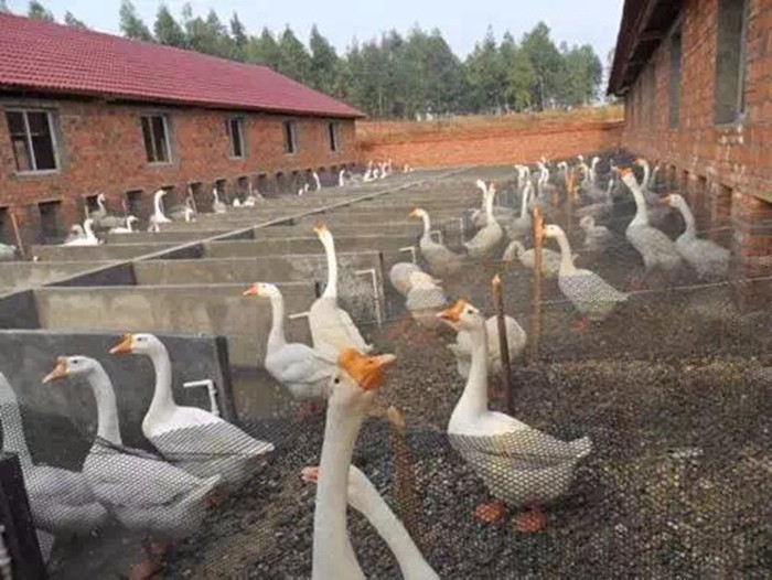 溆浦蒋自强——湘西扯蛋(47)