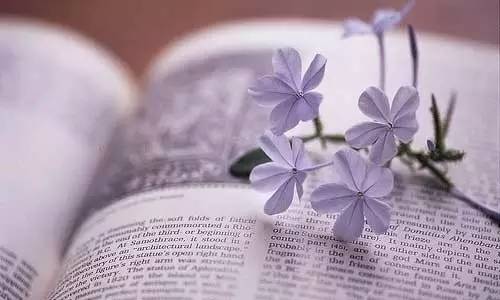 蠹虫的读音,蠹虫寄生后肚子变大