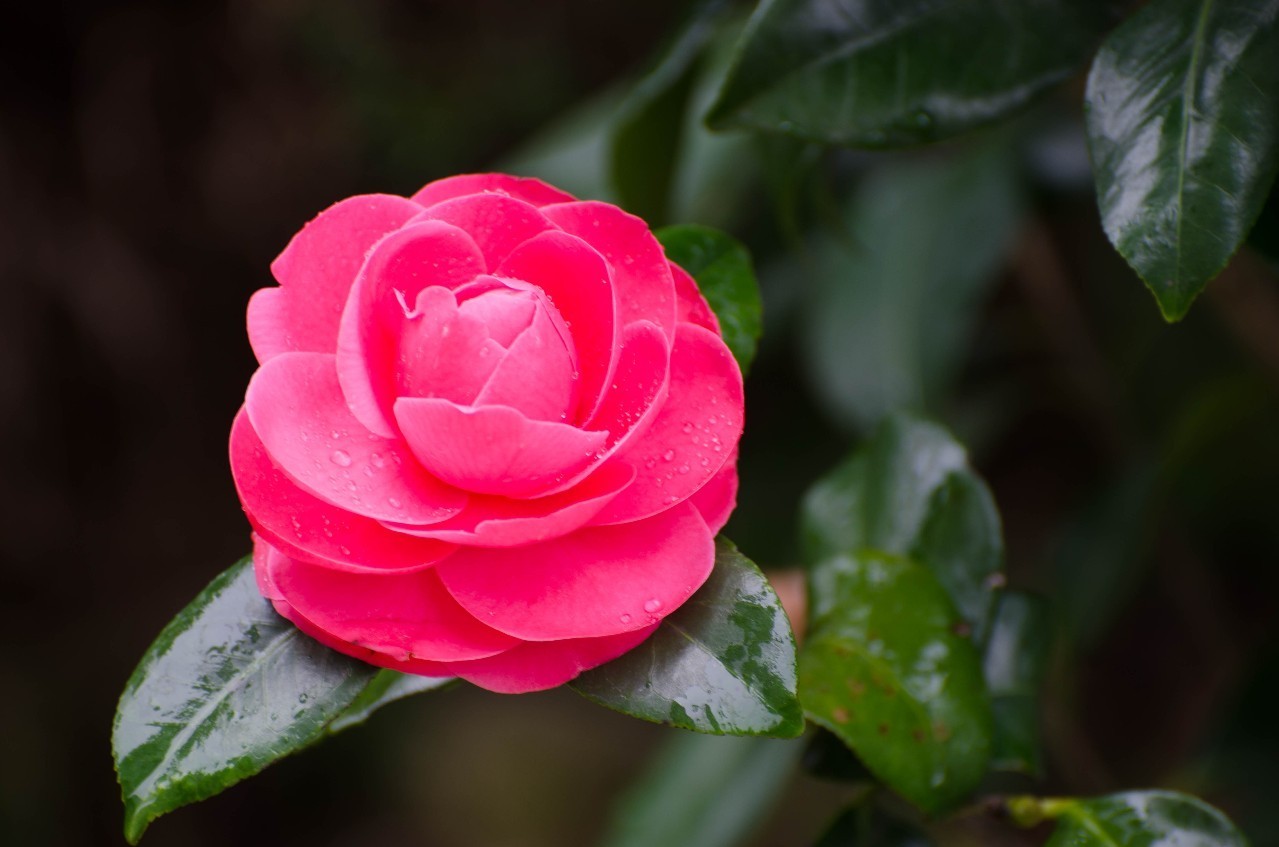 拍摄作品如何投稿人像摄影,摄影作品编辑技巧有哪些