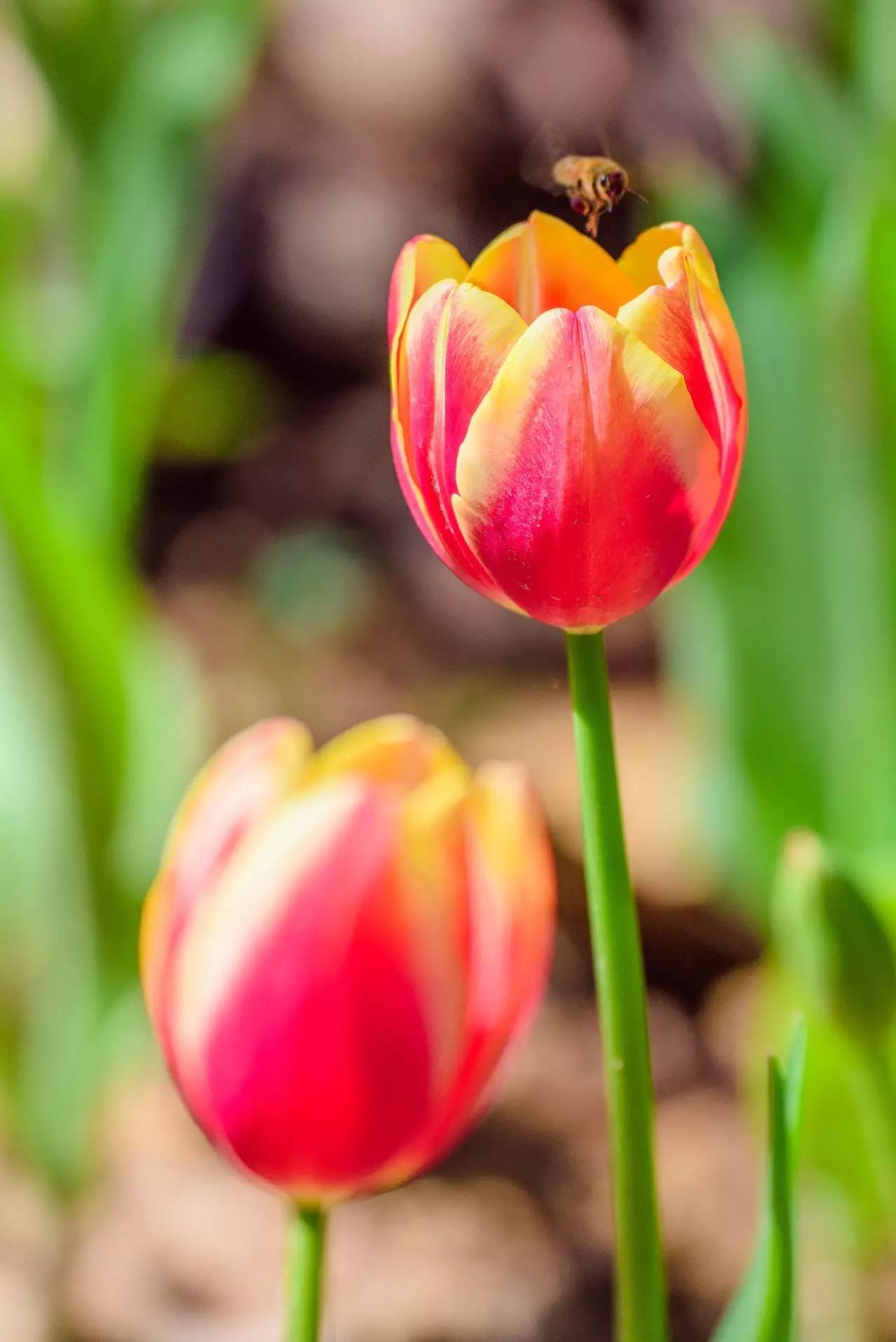 拍摄作品如何投稿人像摄影,摄影作品编辑技巧有哪些