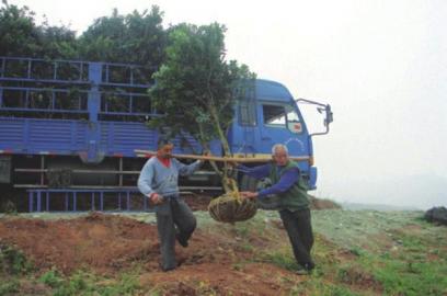 高楼杨梅迎客来,杨梅成熟迎客来