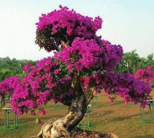 高楼杨梅迎客来,杨梅成熟迎客来