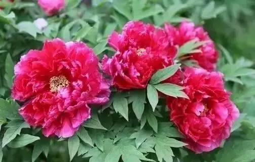 特色农业致富项目加盟,农业种植致富项目大全