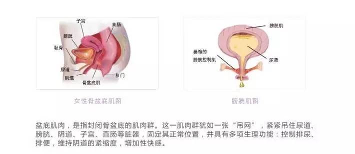 女性产后修复盆底肌重要吗,女性盆底肌健康知识讲座