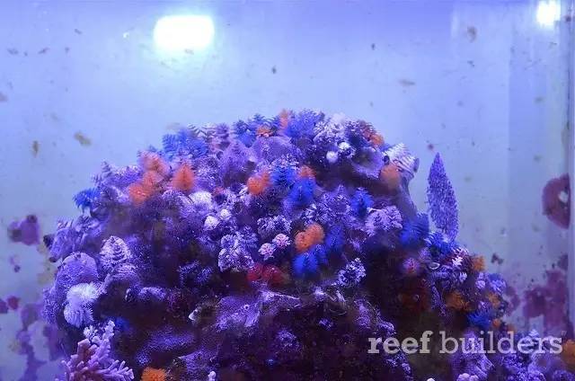 泰国chingcha珊瑚缸,泰国故事神奇的山洞