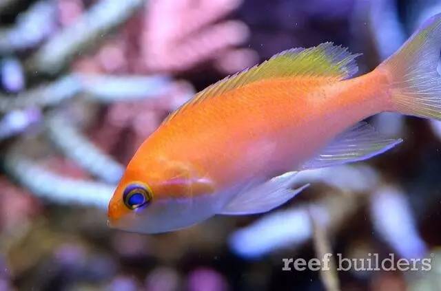 泰国chingcha珊瑚缸,泰国故事神奇的山洞