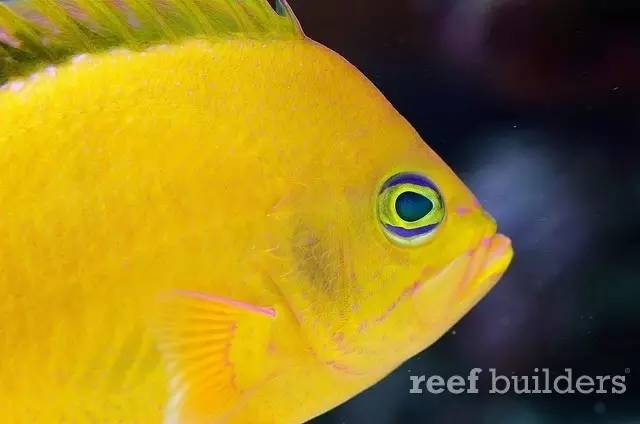 泰国chingcha珊瑚缸,泰国故事神奇的山洞