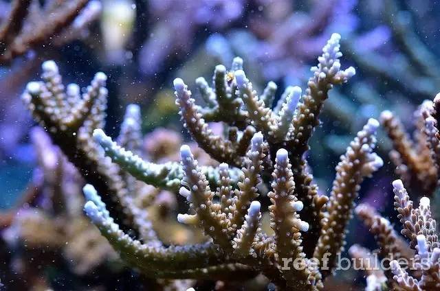 泰国chingcha珊瑚缸,泰国故事神奇的山洞