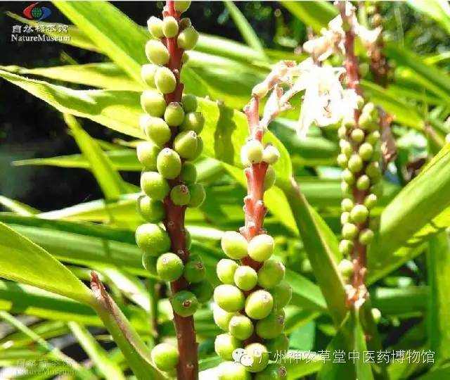 益智仁暖肾固精缩尿温脾,脾虚肾虚乏力中药处方