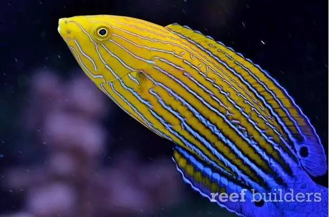 泰国chingcha珊瑚缸,泰国故事神奇的山洞