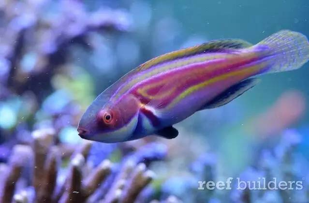 泰国chingcha珊瑚缸,泰国故事神奇的山洞