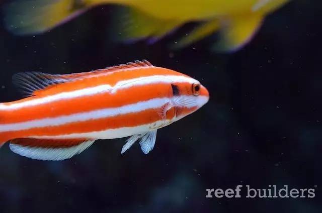 泰国chingcha珊瑚缸,泰国故事神奇的山洞