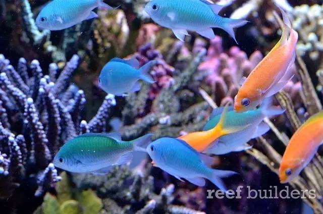 泰国chingcha珊瑚缸,泰国故事神奇的山洞