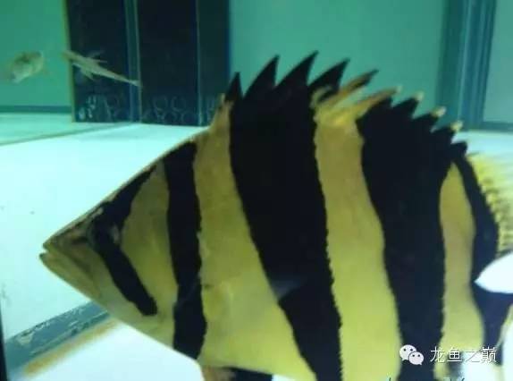 新版泰国虎,老版泰国虎绝版