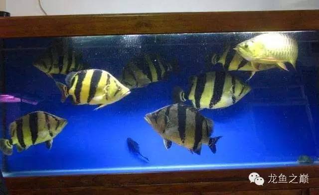 新版泰国虎,老版泰国虎绝版